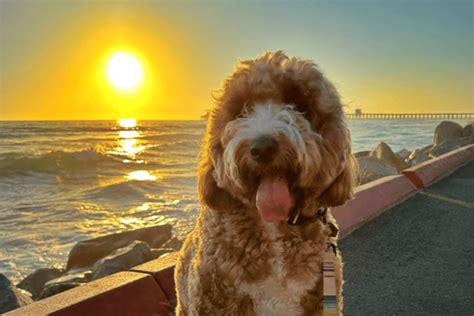 oceanside ca pet friendly hotels|Top Pet Friendly Hotels in Oceanside, CA, California .